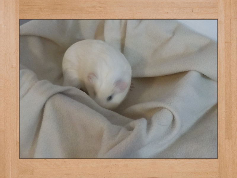 BB #3, guinea pig — October 2023