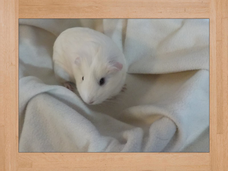 BB #3, guinea pig — October 2023 (2)
