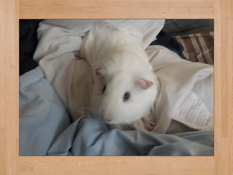 BB #3, guinea pig — July 2024